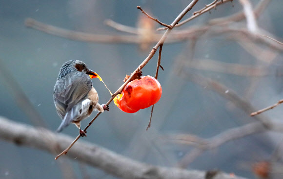 홍시 먹는 직박구리