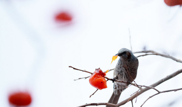 홍시 먹는 직박구리