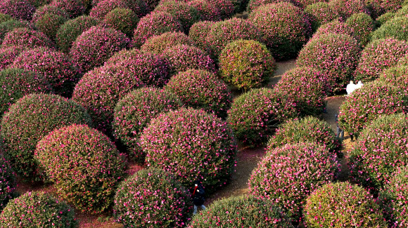 ‘겨울, 제주의 색’