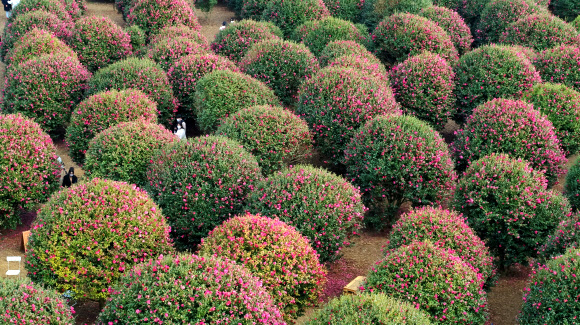 ‘겨울, 제주의 색’