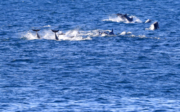 남방큰돌고래 무리가 28일 오전 제주 서귀포시 대정읍 앞바다에서 유영하고 있다. 2020.12.28  연합뉴스