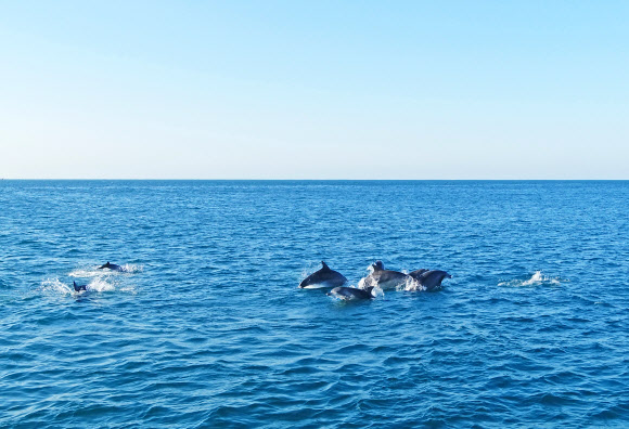 남방큰돌고래 무리가 28일 오전 제주 서귀포시 대정읍 앞바다에서 유영하고 있다. 2020.12.28  연합뉴스