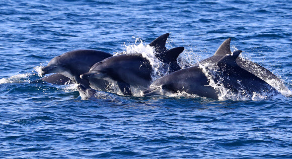 남방큰돌고래 무리가 28일 오전 제주 서귀포시 대정읍 앞바다에서 유영하고 있다. 2020.12.28  연합뉴스