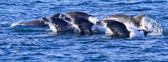 남방큰돌고래 무리가 28일 오전 제주 서귀포시 대정읍 앞바다에서 유영하고 있다. 2020.12.28  연합뉴스