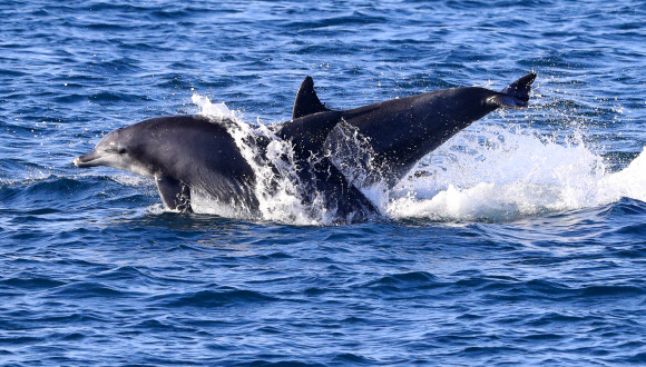 남방큰돌고래 무리가 28일 오전 제주 서귀포시 대정읍 앞바다에서 유영하고 있다. 2020.12.28  연합뉴스