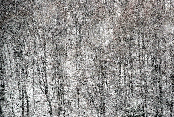 29일 강원 횡성군 공근면의 야산에 함박눈이 내리고 있다. 2020.12.29  연합뉴스