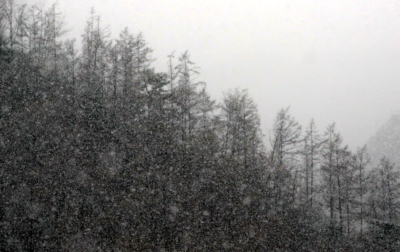29일 강원 횡성군 공근면의 야산에 함박눈이 내리고 있다. 2020.12.29  연합뉴스