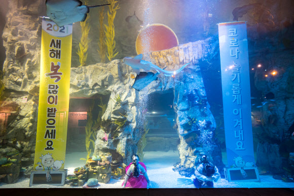 30일 서울 송파구 롯데월드 아쿠아리움의 수조에서 한복을 입은 다이버들이 큰절하며 새해 인사를 전하고 있다. 2020.12.30 롯데월드 제공