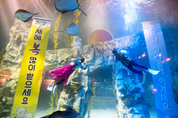 30일 서울 송파구 롯데월드 아쿠아리움의 수조에서 한복을 입은 다이버들이 새해 인사를 전하고 있다. 2020.12.30 롯데월드 제공
