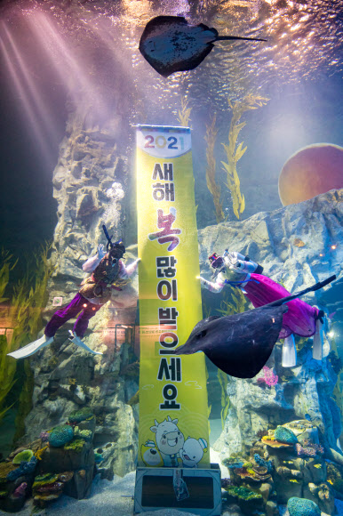 30일 서울 송파구 롯데월드 아쿠아리움의 수조에서 한복을 입은 다이버들이 새해 인사를 전하고 있다. 2020.12.30 롯데월드 제공