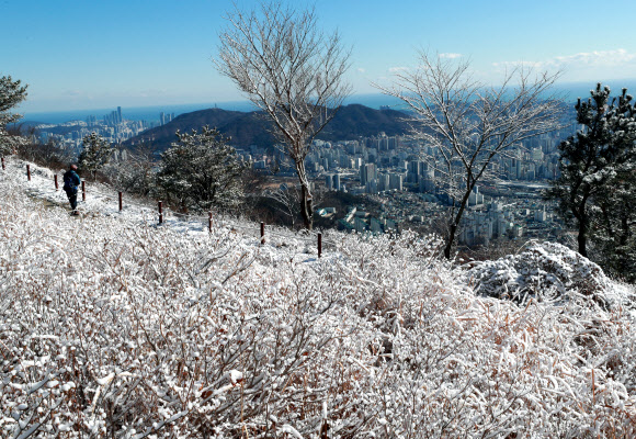 30일 부산진구 백양산 철쭉 군락지에 새벽에 내린 눈이 쌓여 장관을 이루고 있다. 올해 첫눈이 내린 부산은 이날 공식 적설량은 기록하지 못했지만, 일부 산간 지역에 눈이 쌓였다. 2020.12.30  연합뉴스
