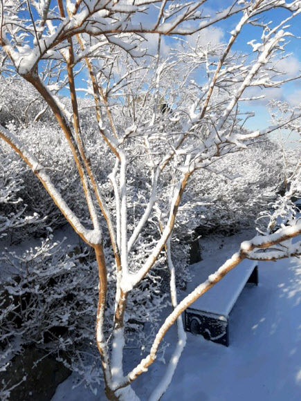 30일 오전 부산진구 백양산에 눈에 쌓여 있다. 부산은 이날 공식 적설량은 기록하지 못했지만, 일부 산간 지역에 눈에 쌓였다. 2020.12.30  부산진구 제공