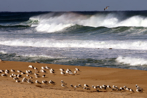 연말연시 코로나19 확산이 우려되면서 해맞이 관광객들의 출입이 전면 통제된 강원 강릉시의 한 해변에서 30일 오후 갈매기들이 휴식하고 있다. 2020.12.30  연합뉴스