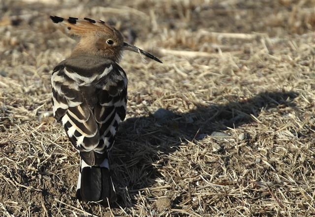 여름새 후투티의 먹이 찾기