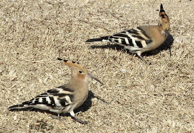 먹이 찾는 ‘인디언 추장 새 후투티’