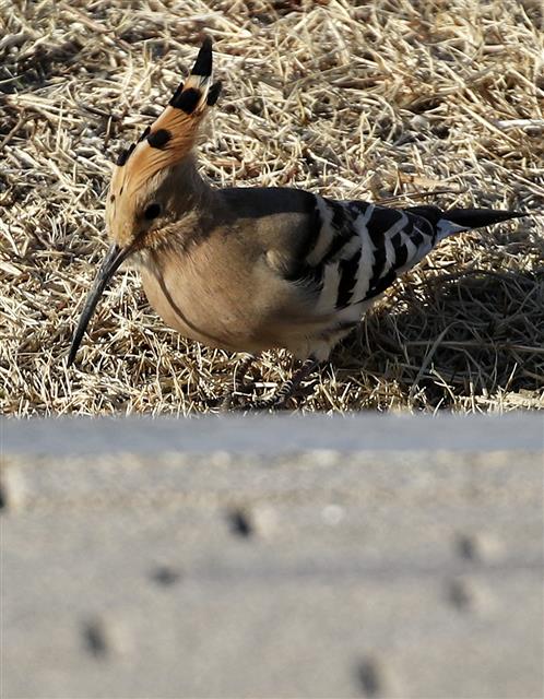 먹이 찾는 여름새 후투티