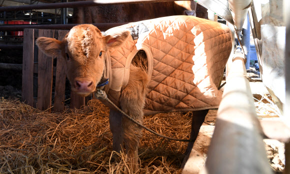 강추위에 방한복 입은 송아지