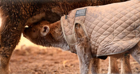 방한복 입은 송아지