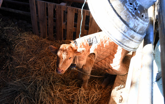 방한복 입은 송아지