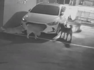 길고양이를 쫓아 주차된 차량에 몰려든 들개 무리.   한문철TV