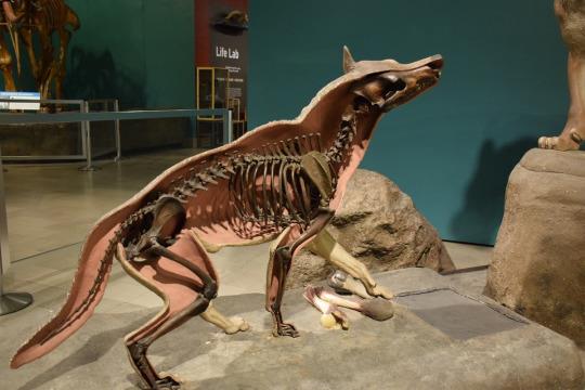 뼈 화석을 이용해 복원한 다이어 울프의 모습. 미국 카네기 자연사박물관 제공