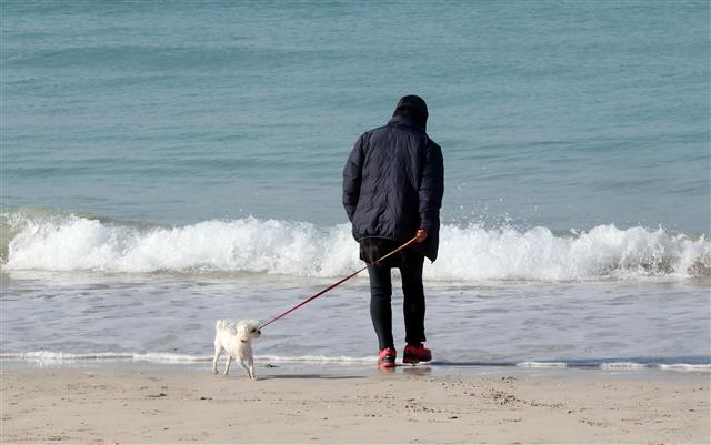 최고기온이 15.4도까지 오른 14일 오후 제주시 협재해수욕장에서 관광객들이 겨울 바다를 즐기고 있다.2021.1.14 뉴스1