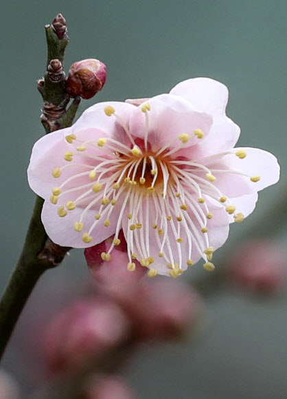 포근한 날씨를 보인 15일 부산 남구 대연수목전시원의 매화가 꽃망울을 터뜨리고 있다. 2021.1.15 연합뉴스