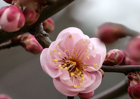 포근한 날씨를 보인 15일 부산 남구 대연수목전시원의 매화가 꽃망울을 터뜨리고 있다. 2021.1.15 연합뉴스