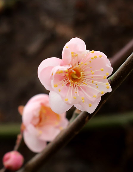 포근한 날씨를 보인 15일 부산 남구 대연수목전시원의 매화가 꽃망울을 터뜨리고 있다. 2021.1.15  연합뉴스