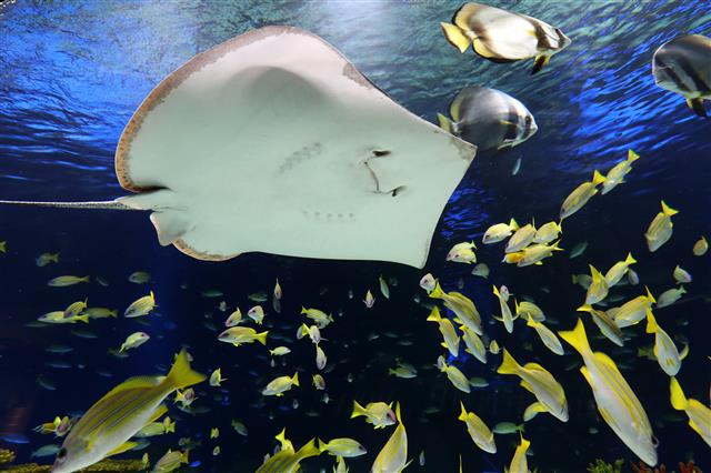 ‘눈앞에서 펼쳐지는 바다 세계’