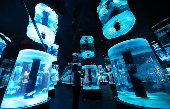 아름다운 조명 속 다양한 해파리