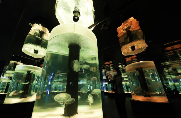 아름다운 조명 속 다양한 해파리