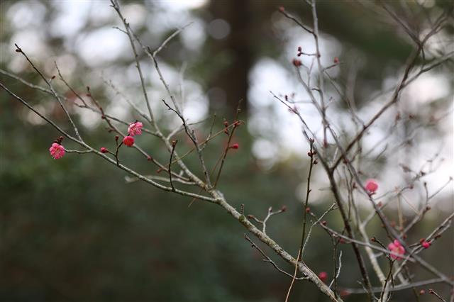 성큼 다가온 봄의 기운