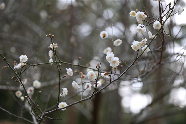 ‘제주 한림공원 매화 개화’