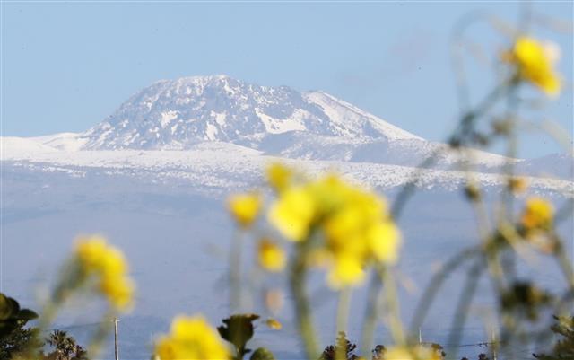 유채꽃과 눈 쌓인 한라산