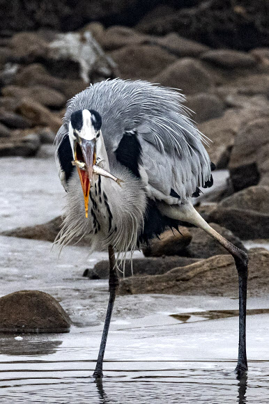 얼음 풀린 공릉천 겨울 사냥