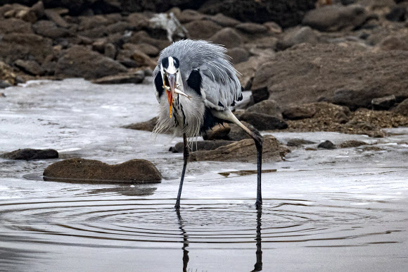 얼음 풀린 공릉천 겨울 사냥