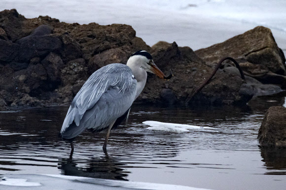 얼음 풀린 공릉천에서 겨울 사냥