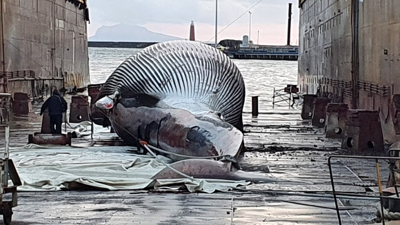 육지로 옮겨진 초대형 고래 사체
