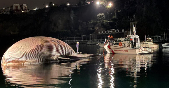이탈리아 남부 항구서 발견된 초대형 고래 사체
