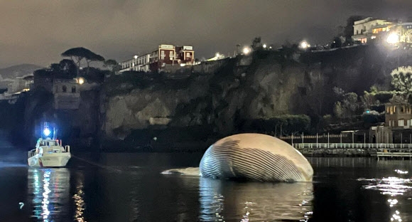 이탈리아 남부 소렌토의 해안에서 초대형 고래 사체가 발견