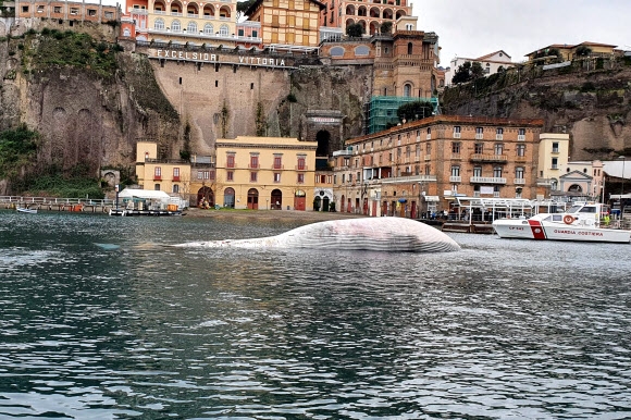 이탈리아 남부 해안에서 발견된 초대형 고래 사체