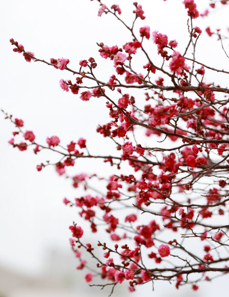 꽃망울 터트린 홍매화