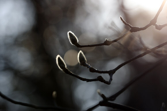 백목련 꽃봉오리