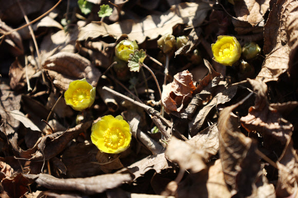 꽃망울 터트린 복수초