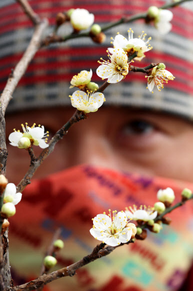 화사하게 핀 매화