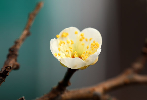 활짝 핀 청매화