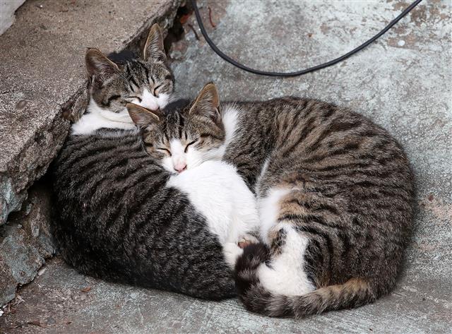 국내에서 반려동물이 코로나에 감염된 사례가 처음으로 확인됐다. 질병관리청에 따르면 감염된 동물은 최근 집단 감염이 발생한 경남 진주 국제기도원에서 기르던 새끼 고양이 한 마리로, 역학조사 및 대처 과정에서 코로나에 감염된 사실이 확인됐다. “동물이 사람에게 코로나를 전파할 가능성은 극히 낮은 것으로 알려져있다”고 당국은 설명하지만 아예 불가능한 것은 아닌 만큼 관련된 지침을 마련해야 한다는 목소리가 나온다. 사진은 25일 오후 서울 시내 한 공원에서 낮잠을 자고 있는 길고양이들의 모습. 2021.1.25 뉴스1