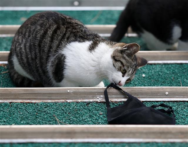 국내에서 반려동물이 코로나에 감염된 사례가 처음으로 확인됐다. 질병관리청에 따르면 감염된 동물은 최근 집단 감염이 발생한 경남 진주 국제기도원에서 기르던 새끼 고양이 한 마리로, 역학조사 및 대처 과정에서 코로나에 감염된 사실이 확인됐다.  “동물이 사람에게 코로나를 전파할 가능성은 극히 낮은 것으로 알려져있다”고 당국은 설명하지만 아예 불가능한 것은 아닌 만큼 관련된 지침을 마련해야 한다는 목소리가 나온다.  사진은 25일 오후 서울 시내 한 공원에서 떨어진 마스크를 가지고 장난 치는 길고양이의 모습. 2021.1.25 뉴스1