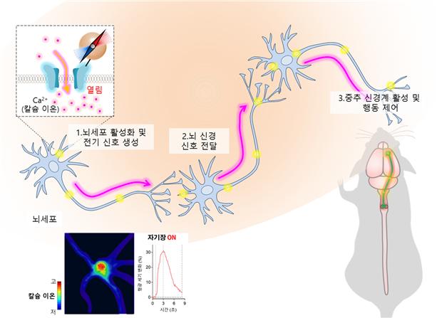 자기유전학을 통한 뇌 신경 활성화